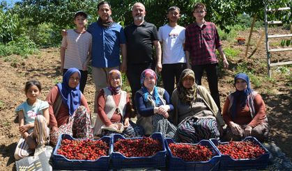 Manisa'da kiraz hasadı başladı