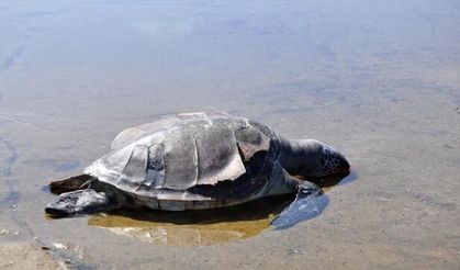 İzmir ve Aydın sahillerine 3 caretta caretta vurdu
