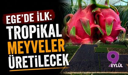Ege'de ilk: Tropikal meyveler üretilecek