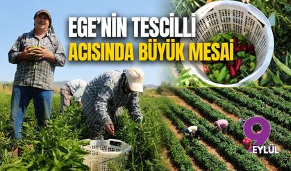 Ege’nin tescilli acısında büyük mesai
