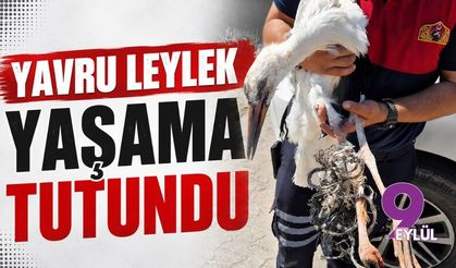 Yavru leylek yaşama tutundu