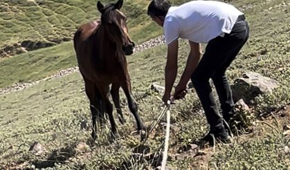 Atların özgürlüğünü çalmak istediler