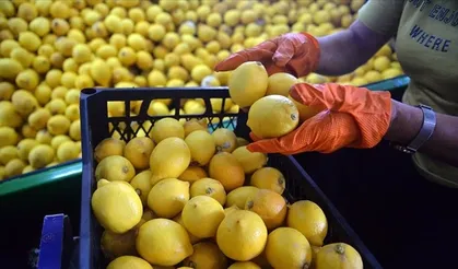 Limon tarlada 3,90 lira, markette 42,87 lira