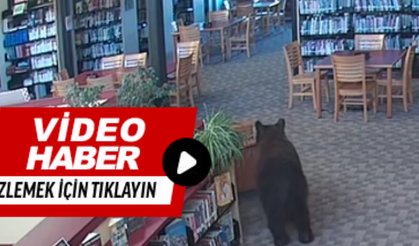 Kütüphaneye ayı baskını!