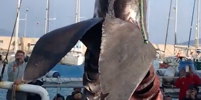 İzmir'de 7,5 metrelik köpek balığı sürprizi!