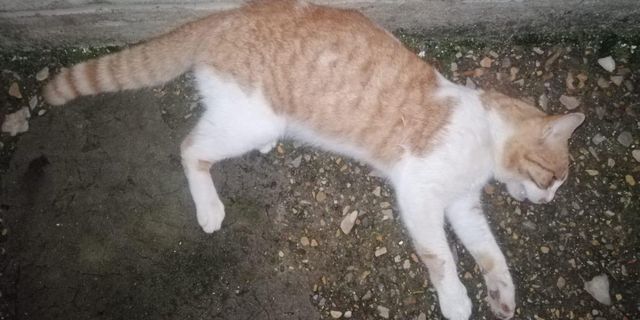 Muğla'da kedileri hedef alan cani gözaltına alındı!