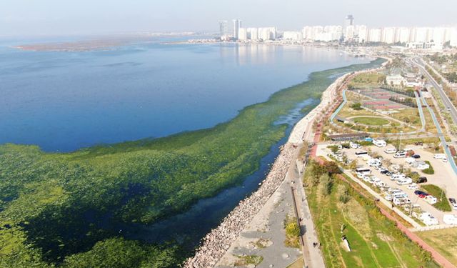 İzmir sahillerine deniz marulu istilası