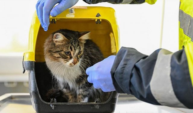 Gaziemir Belediyesi  veteriner işleri personeline hayvan psikolojisi eğitimi