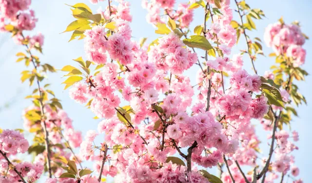 İkinci cemre ne zaman ve nereye düşecek? Cemre düşme tarihleri 2026