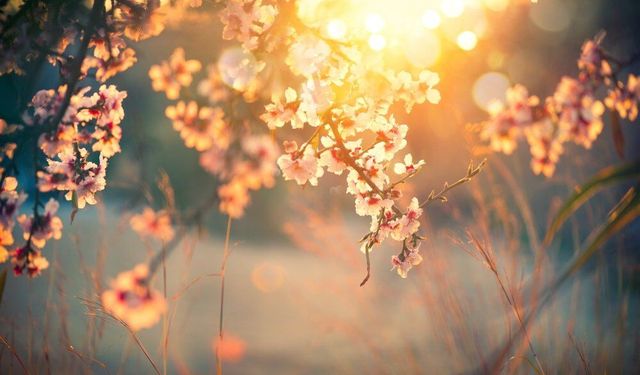 Baharın habercisi: 21 Mart ekinoksu nedir, neler olur?