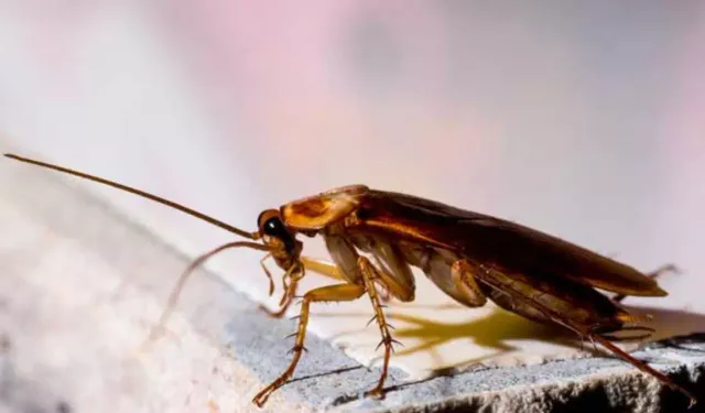 Evden Böcekleri ve Karıncaları Uzak Tutmanın Doğal Yöntemleri