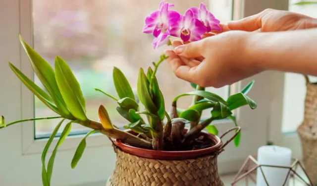 Orkideniz Çiçek Açmıyor mu? Uzman Yöntemiyle Bahar Geliyor!