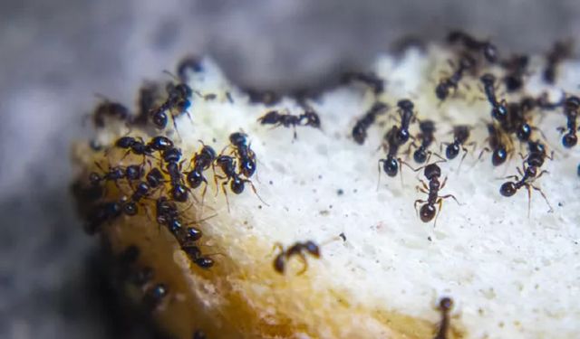 Evdeki karıncalardan nasıl kurtulur? Sadece iki malzeme