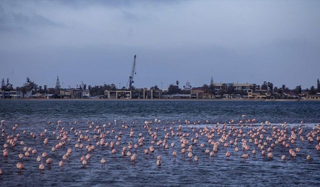 Afrika sahillerinde bir flamingo cenneti: Walvis Bay Lagünü