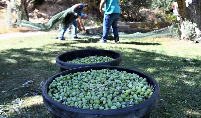 Zeytin nasıl saklanır? Yeşil zeytin nasıl saklanır?