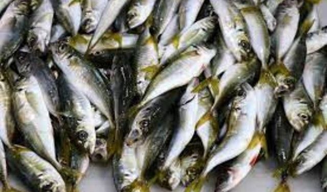 Balık, sağlıklı beslenmenin vazgeçilmez bir parçası mı? Omega-3 yağ asitleri, protein ve vitaminler açısından zengin ba