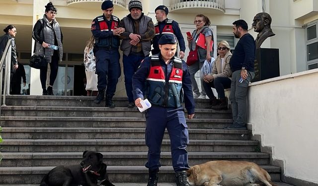 Bodrum'da 6 köpek ve 3 kediyi öldüren zanlı tutuklandı