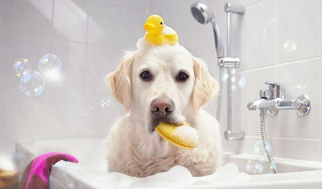 Tüy Dostların Temizlik Zamanı: Evcil Hayvanlarınızı Doğru Yıkamanın Püf Noktaları!