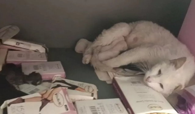 Market reyonunda kedi doğum yaptı