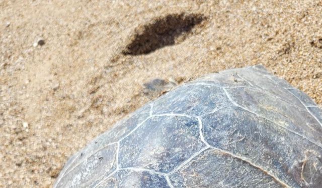 Nesli tehlikedeki yeşil deniz kaplumbağası ölüsü kıyıya vurdu
