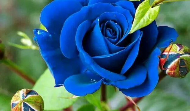 Mavi Güllerin Gizemli Dünyası: Anlamı ve Kime Verilir?
