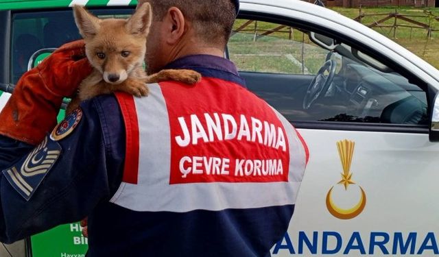 Jandarma, ailesinden ayrı yavru tilkiyi doğaya kavuşturdu