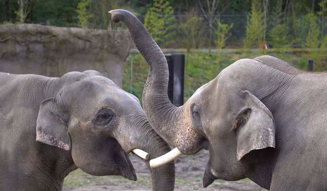Filler birbiriyle selamlaşıyor!