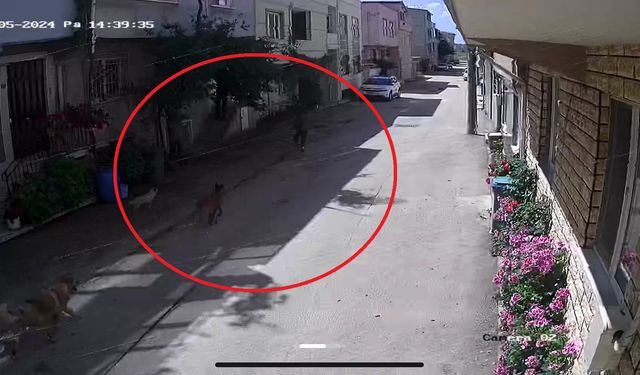 Sokak köpeklerinin saldırdığı çocuklar yaralandı