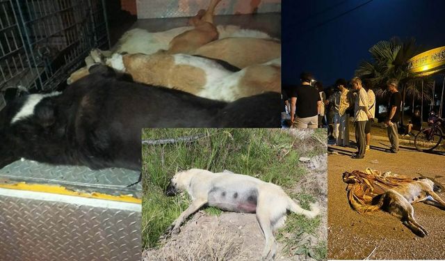 Urla'da sokak köpeği katliamı