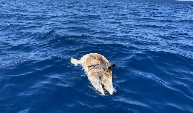 Karaburun'da yunusu tüfekle katledip kuyruğuna taş bağladılar