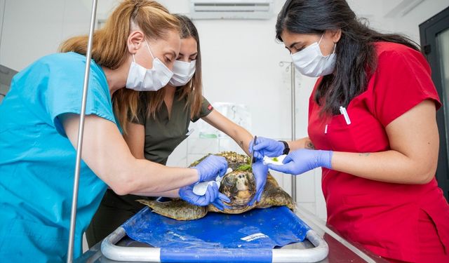 İzmir'de yaralı caretta carettanın tedavisine başlandı