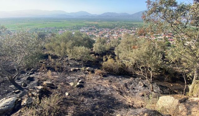 Zeytinlik alana sıçrayan yangın söndürüldü