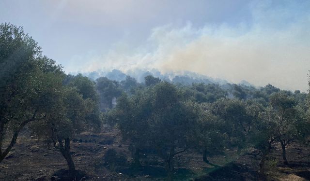 Zeytinlik alanda çıkan yangın kontrol altına alındı