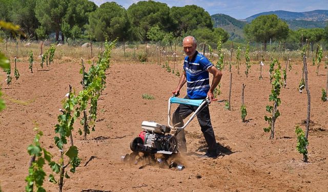 Bergama'nın geleneksel üzümleri yeniden canlanıyor