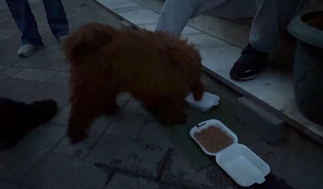 Enkazdan köpek 'Cookie' de kurtarıldı