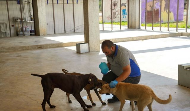 İzmir'de 6 ayda 500 köpek sahiplendirildi