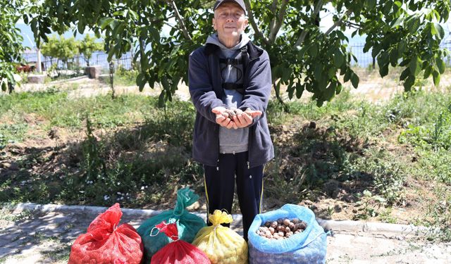 Bornova'da çiftçinin cevizi çürümekten kurtuldu