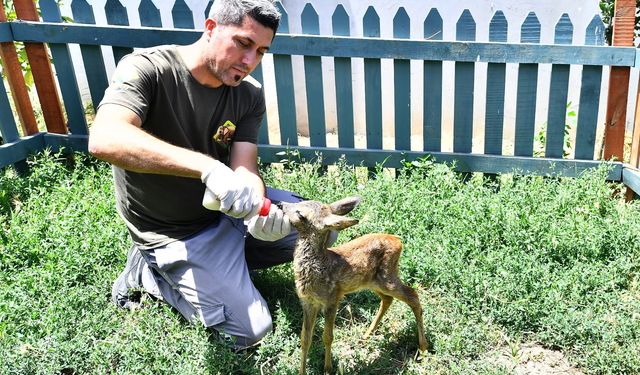 Doğal Yaşam Parkı'nın sevimli misafiri biberonla besleniyor