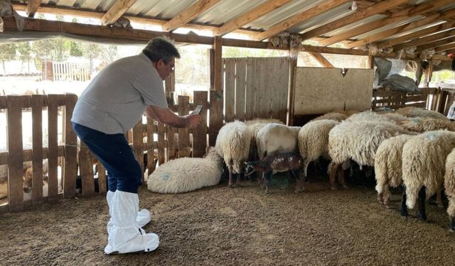 İzmir Büyükşehir Belediyesi Kaçeli koyununu kurtarmak için harekete geçiyor