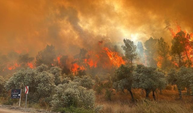 Muğla'da Orman Yangını!