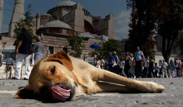 İktidardan tepki çeken 'uyutma' açıklaması!