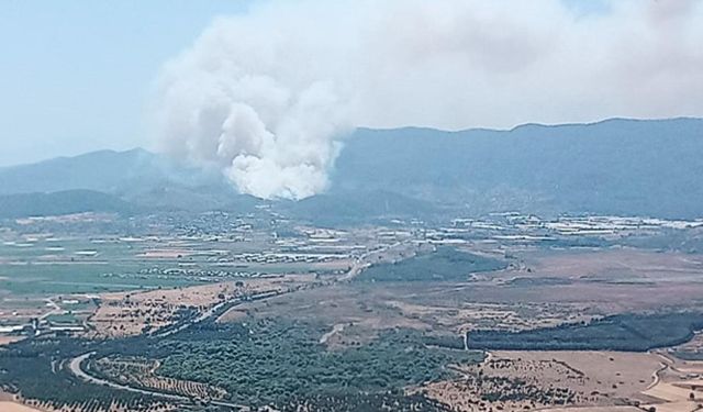 İzmir Menderes'te orman yangını