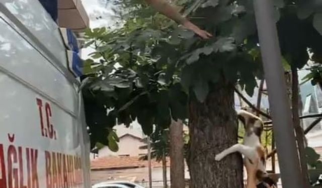 Sokak kedilerinden kaçıp ağaçta mahsur kaldı