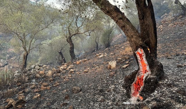 Aydın'da zeytinlik ve ormanlık alanda çıkan yangın kontrol altına alındı