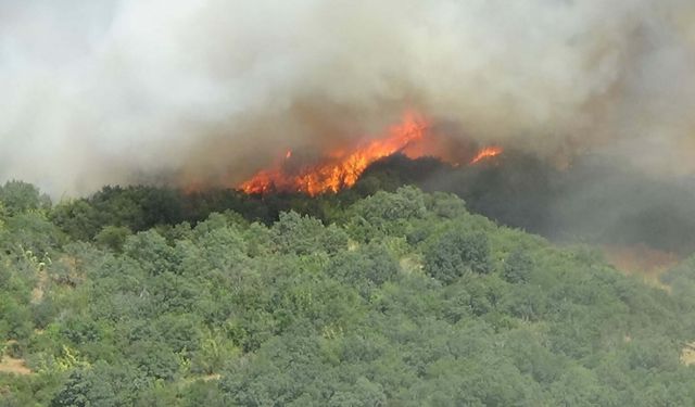 Çanakkale'deki orman yangınında 2'nci gün