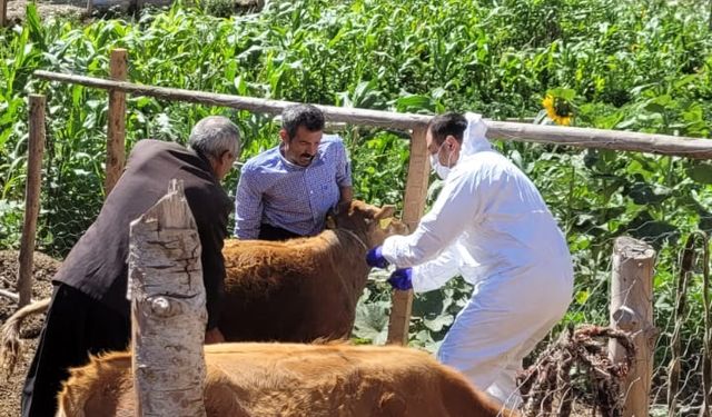 Feke ilçesinde şarbon hastalığı görüldü