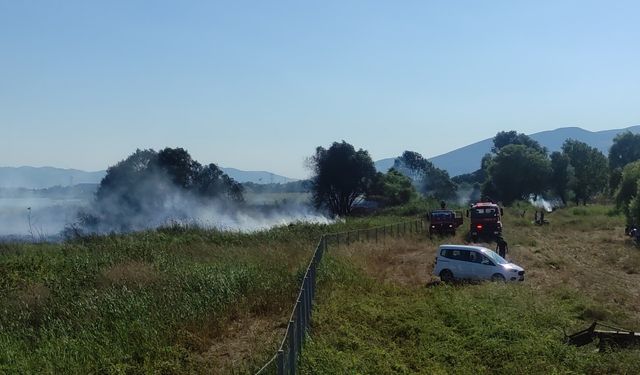 İznik Gölü kıyısında sazlık yangını