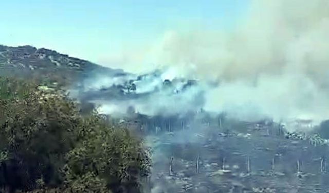 Kahramanmaraş'ta orman yangını