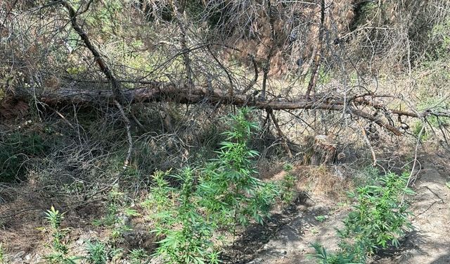 Manisa'da ormanda Hint keneviri yetiştiren 2 şüpheli tutuklandı