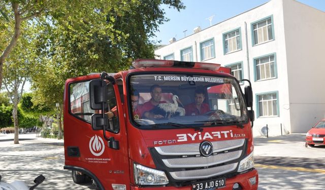 Nehirde mahsur kalan yaralı leyleği, itfaiye erleri yüzerek kurtardı